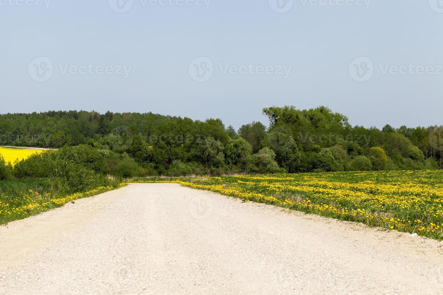 primavera de estrada, campo foto