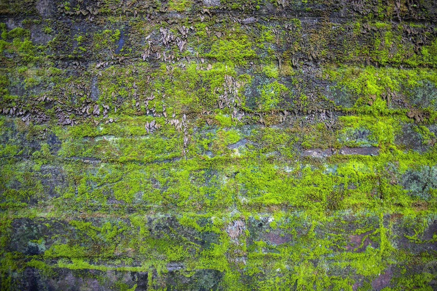 musgo verde de fungos na parede de tijolos antigos tem uma textura de fundo abstrata foto