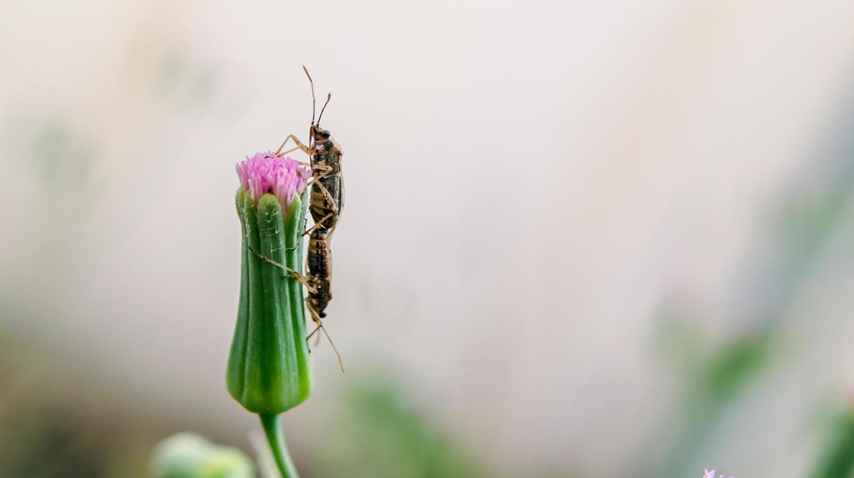 fechar a foto de um inseto empoleirado em uma flor silvestre