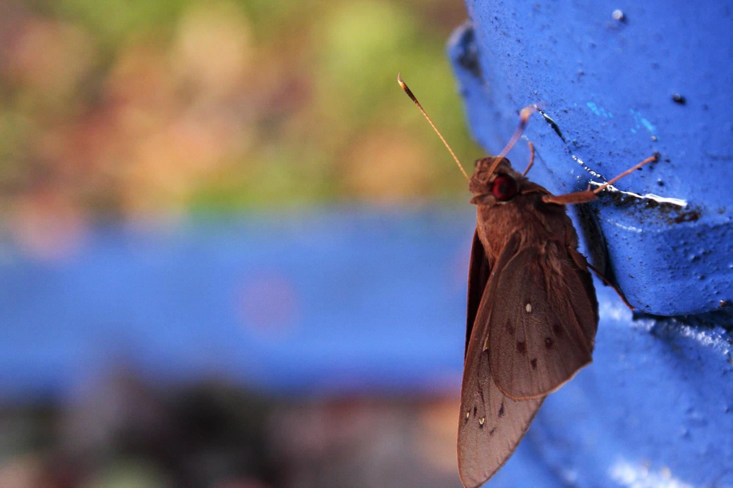 a borboleta empoleirada no ferro azul foto