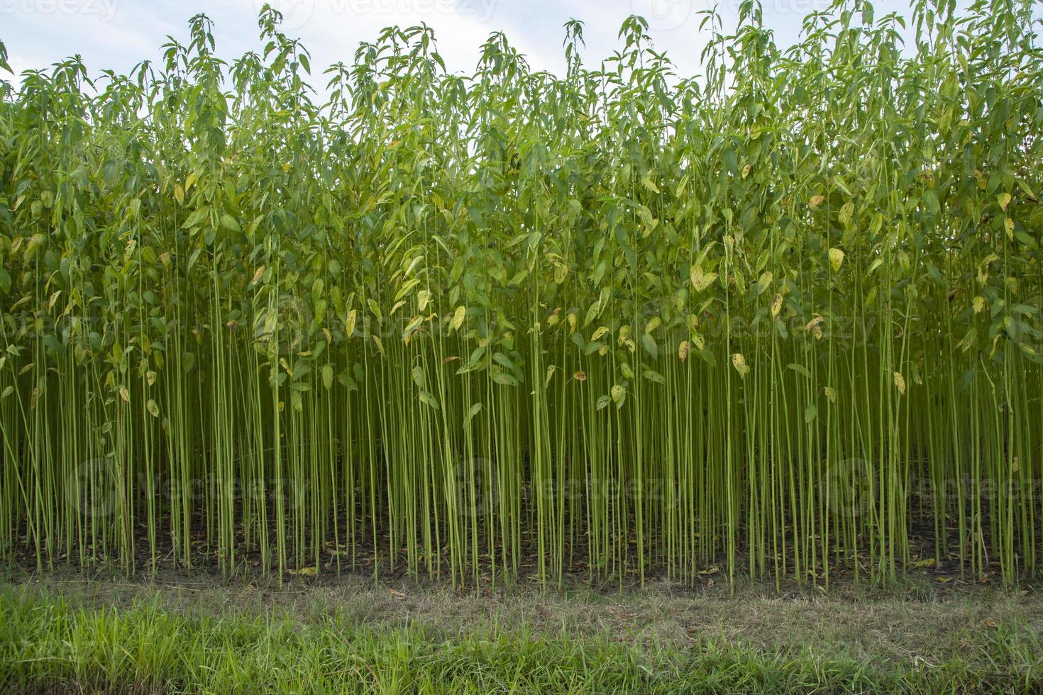 campo de plantação de juta verde. fundo de textura de planta de juta crua. esta é a chamada fibra dourada em bangladesh foto