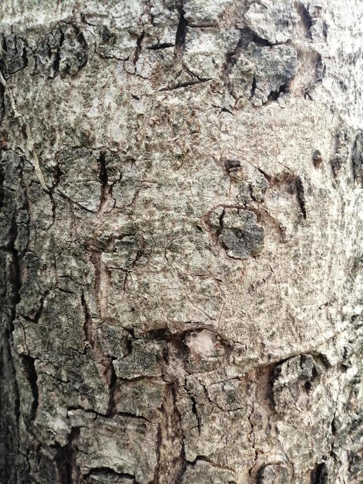 tronco árvore padrão madeira áspera natureza foto