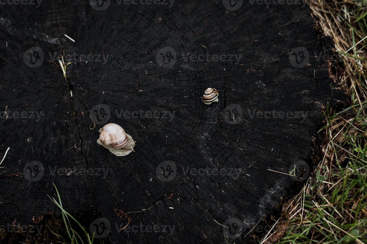 caracol viscoso em um toco foto