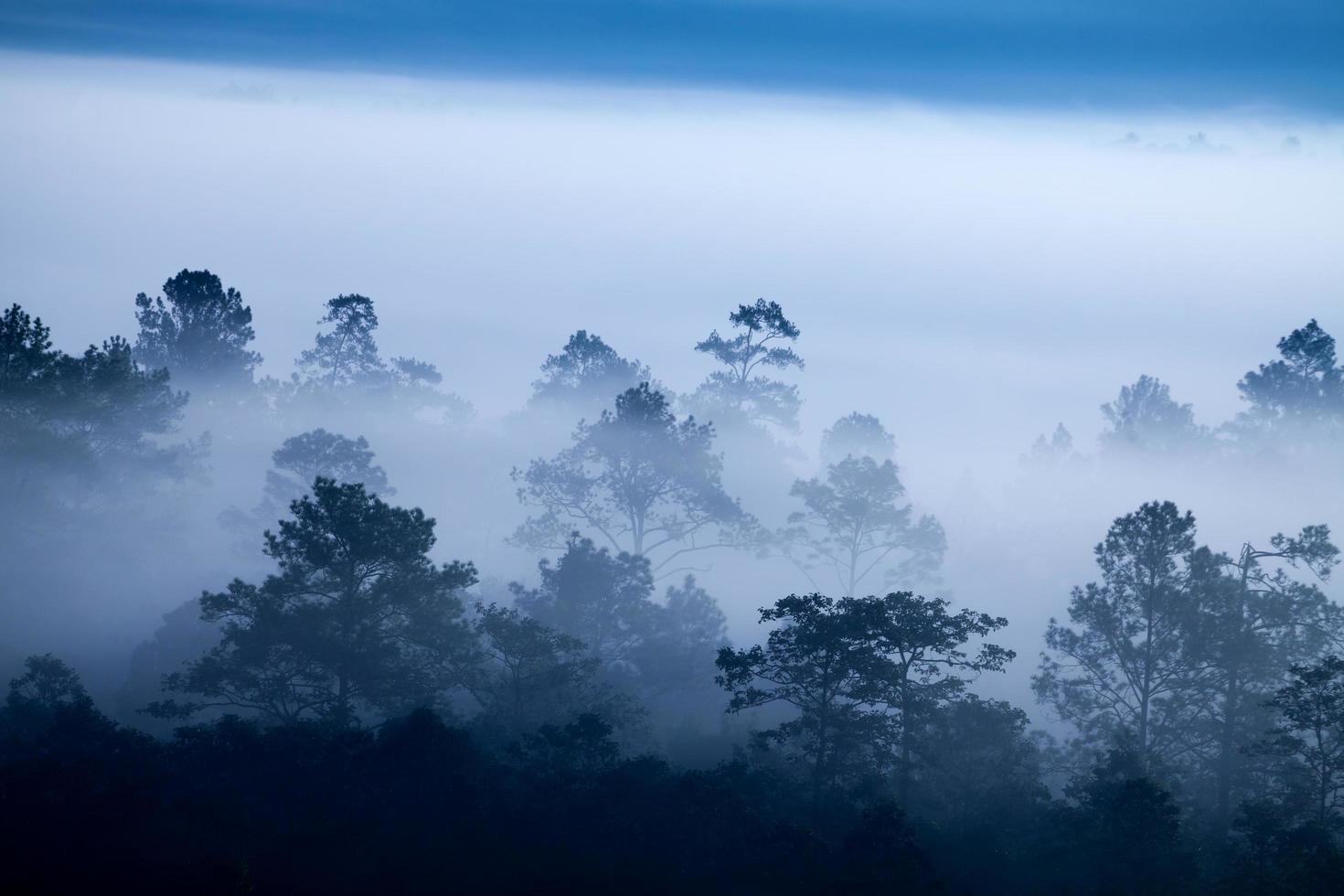 nevoeiro na floresta em khao-kho phetchabun, tailândia foto