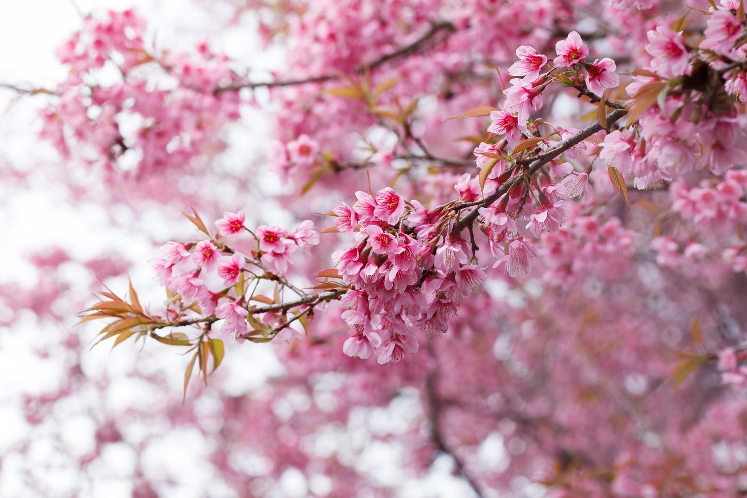 close-up, linda flor de cerejeira, chiang mai, tailândia foto