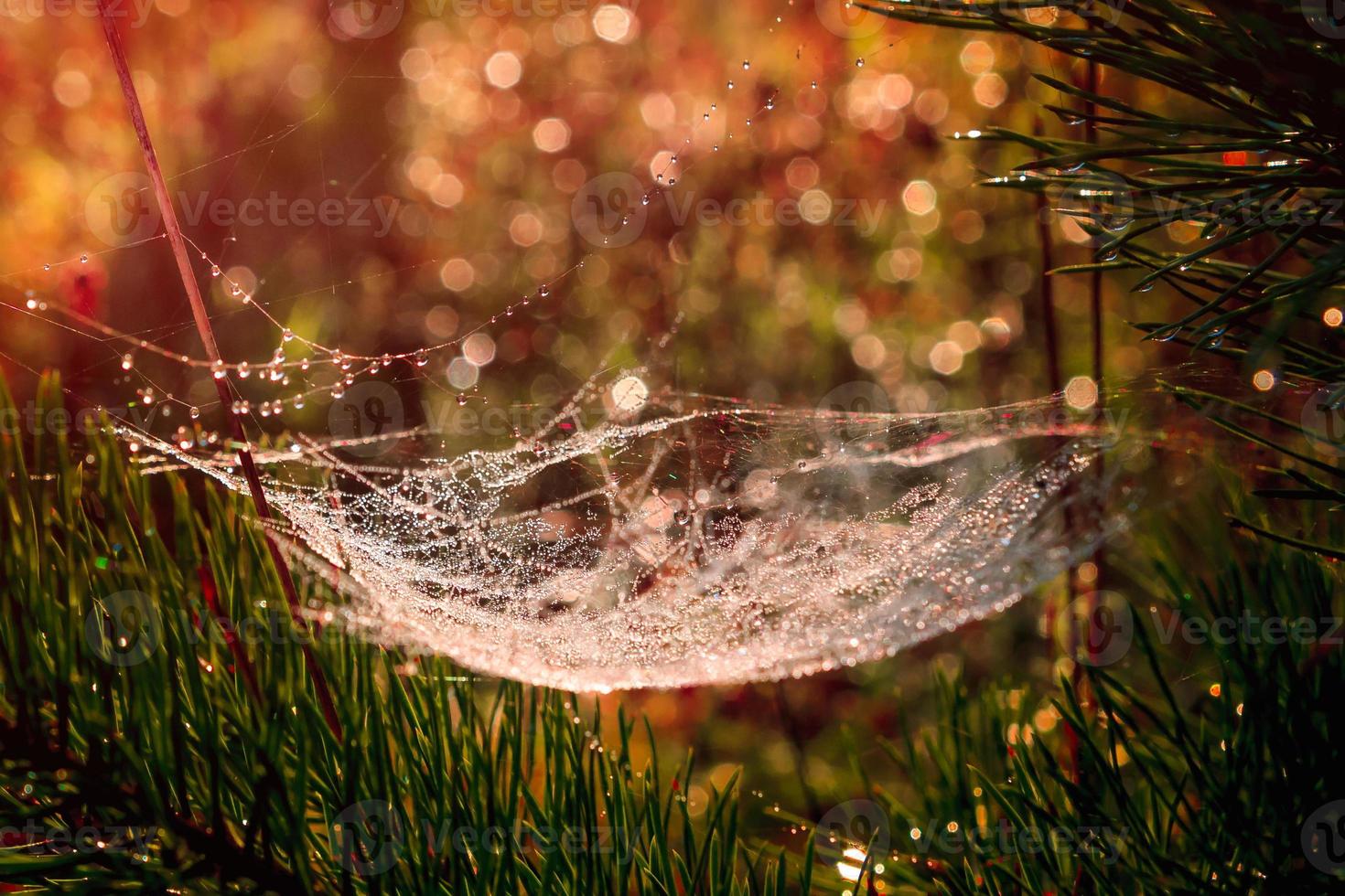 teia de aranha de ouro turva com gota de água no fundo da manhã de outono com reflexo de luz do sol foto