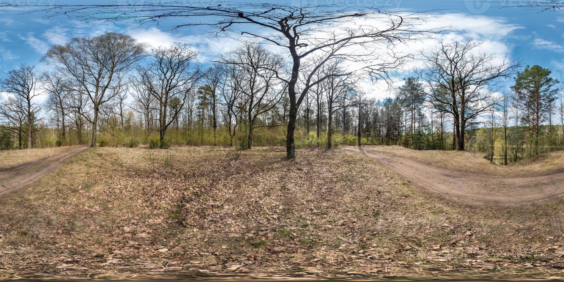 panorama hdri esférico completo vista de ângulo de 360 graus na trilha de pedestres de cascalho e caminho de ciclovia na floresta de pinheiros perto de enormes carvalhos em dia ensolarado de primavera em projeção equirretangular. conteúdo vr foto