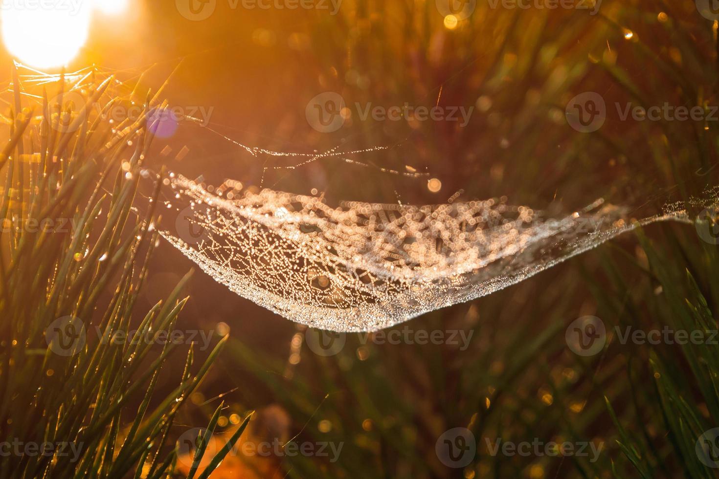 teia de aranha de ouro turva com gota de água no fundo da manhã de outono com reflexo de luz do sol foto