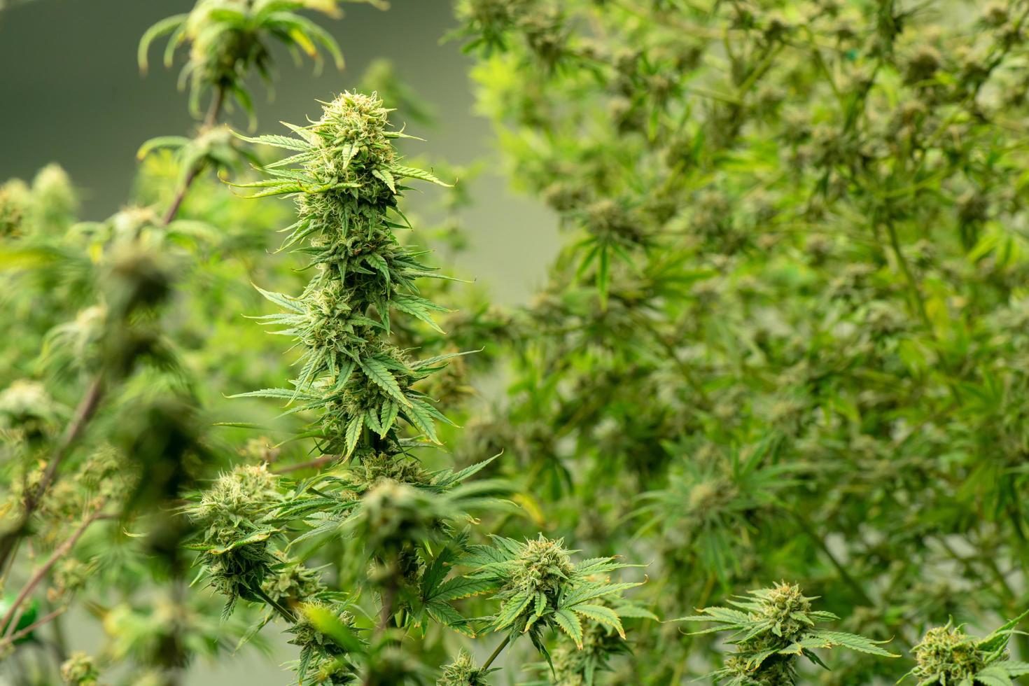 florescendo cannabis pronta para ser usada para extração em vários produtos médicos e alimentos ou bebidas até mesmo para entretenimento. foto