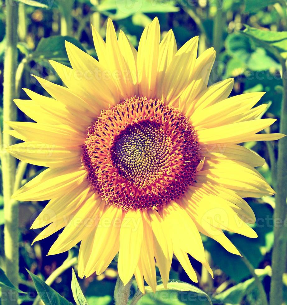 lindo campo de girassol no verão. flores amarelas foto