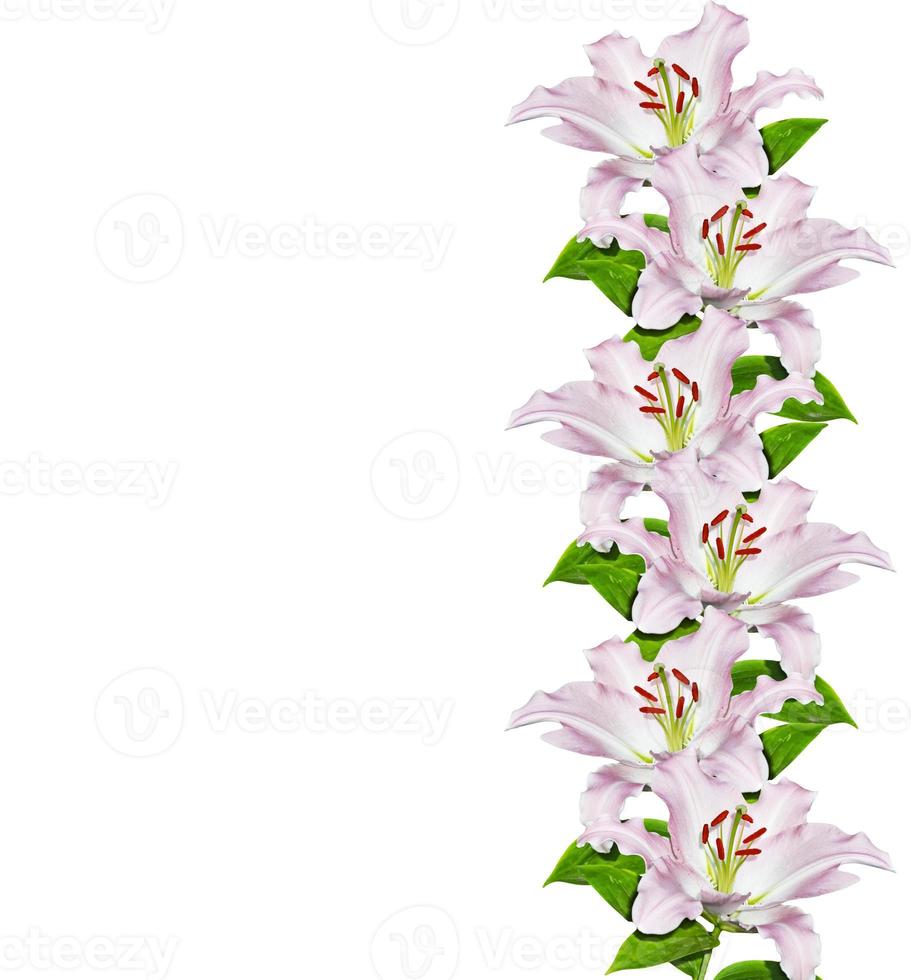 lírio de flor isolado no fundo branco. foto