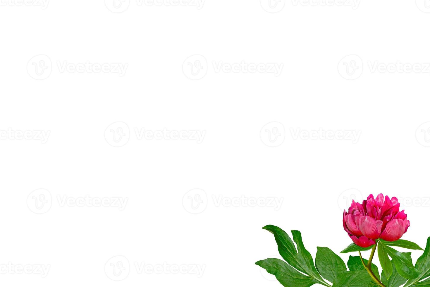 flores de peônia isoladas no fundo branco foto