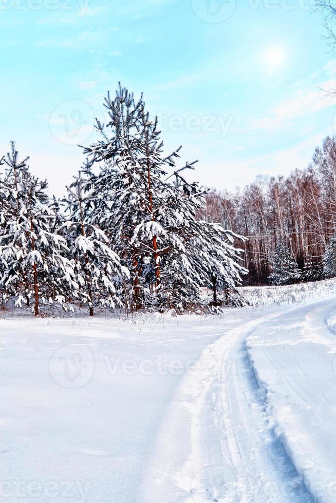 floresta na geada. paisagem de inverno. árvores cobertas de neve. foto