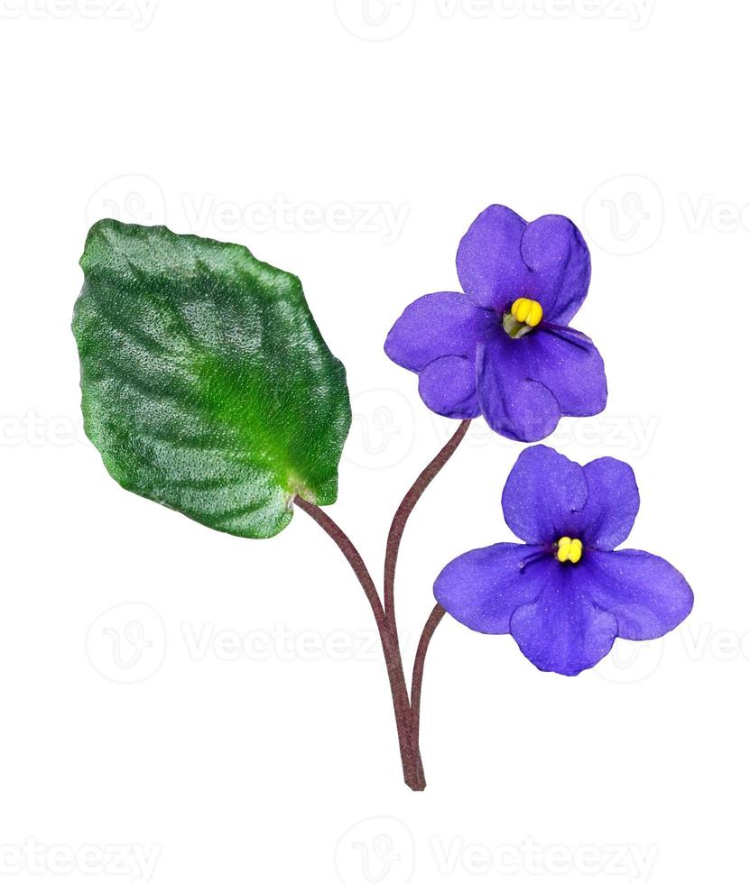 buquê de flores coloridas de violetas. foto
