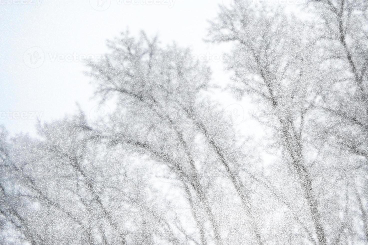 floresta na geada. paisagem de inverno. árvores cobertas de neve. desfocar foto