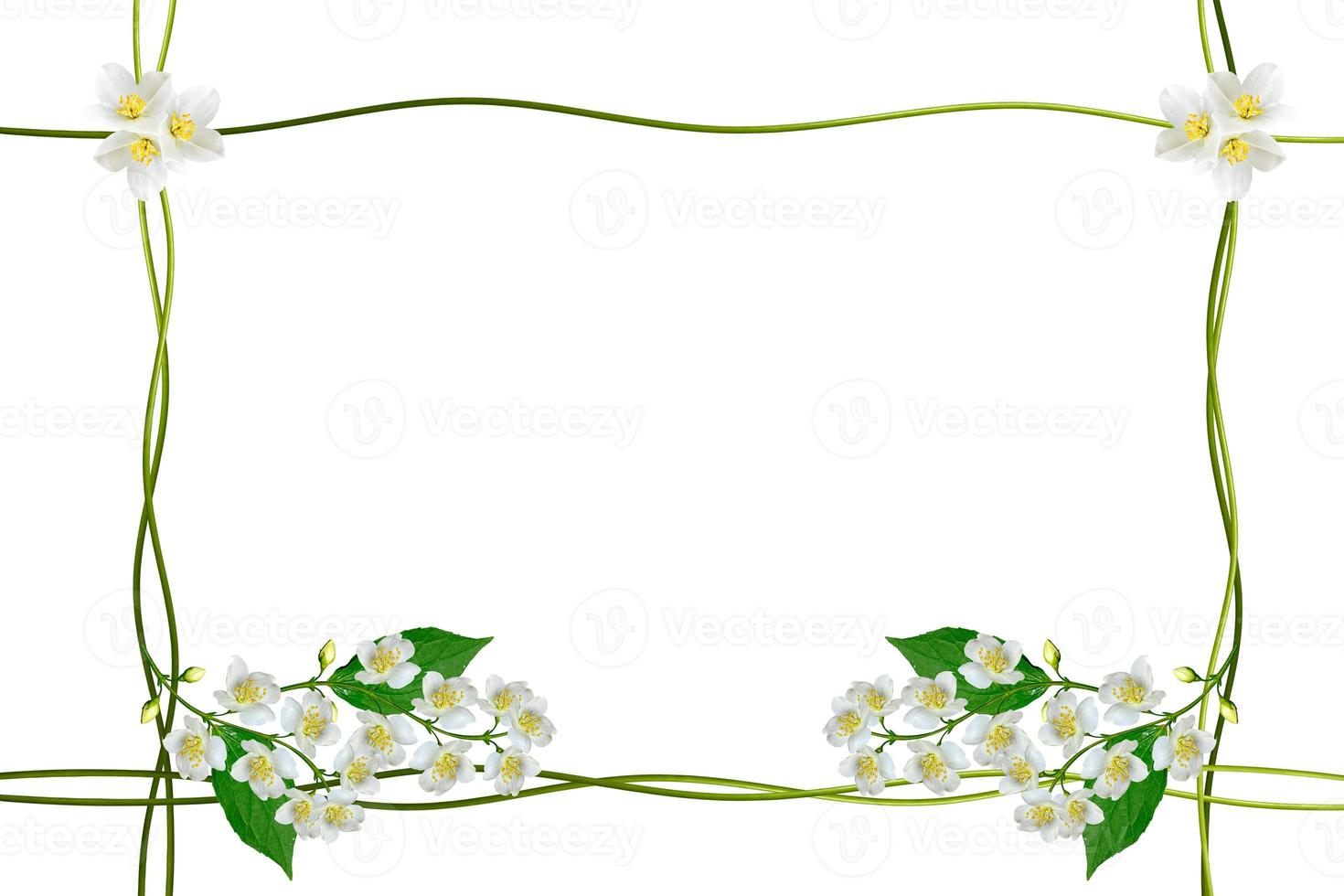ramo de flores de jasmim isolado no fundo branco. primavera foto
