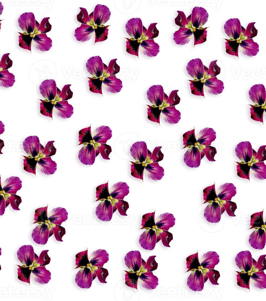 amor-perfeito violeta com folhas verdes no fundo branco foto