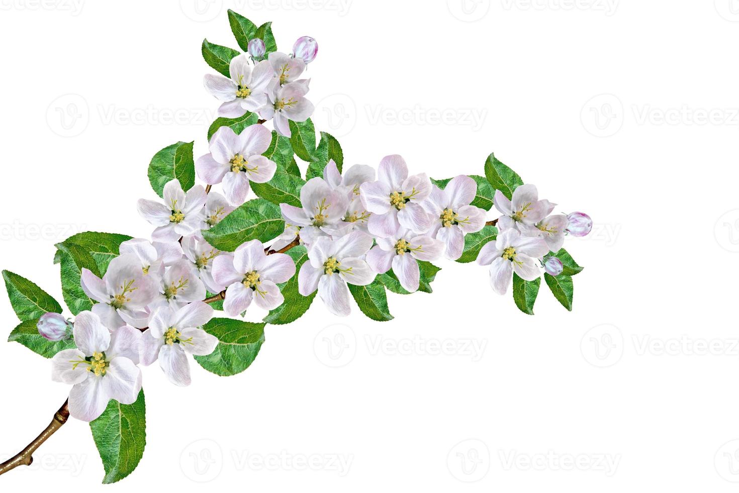 ramo de floração de maçã isolado em um fundo branco. Flor da Primavera. foto