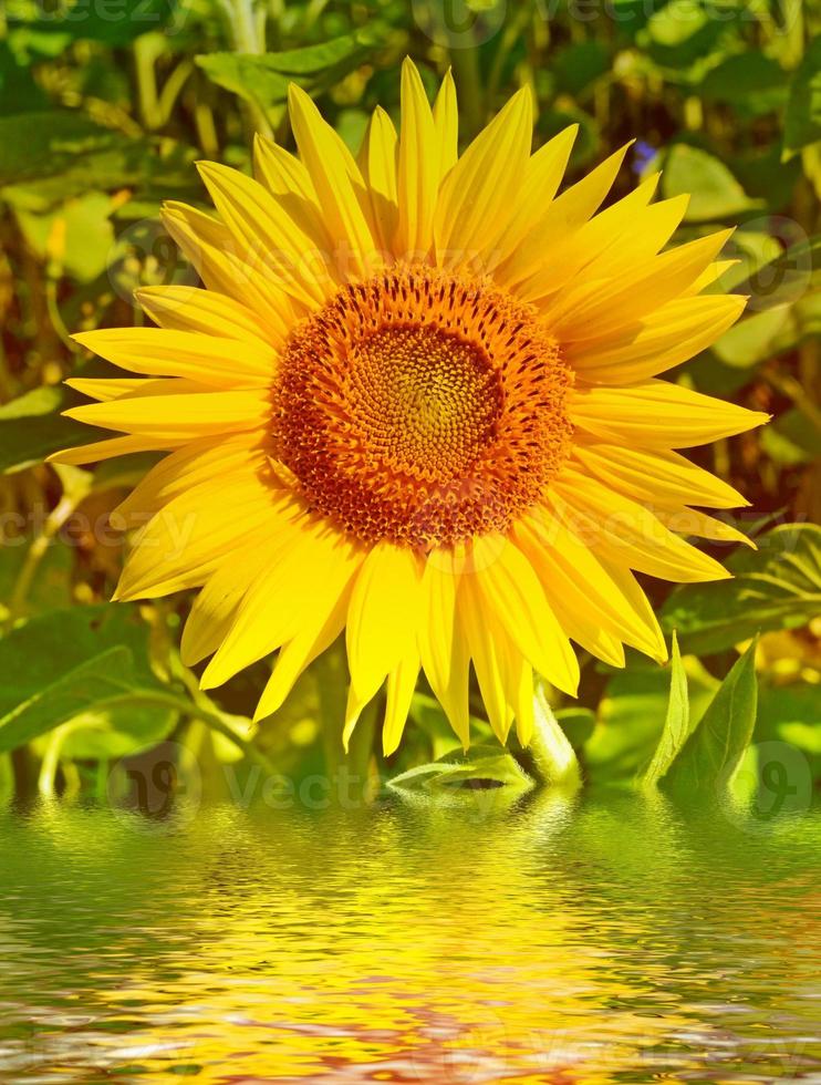 lindo campo de girassóis no verão foto