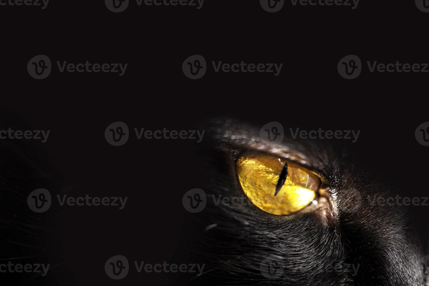 gato preto com olhos amarelos. bicho de estimação. foto