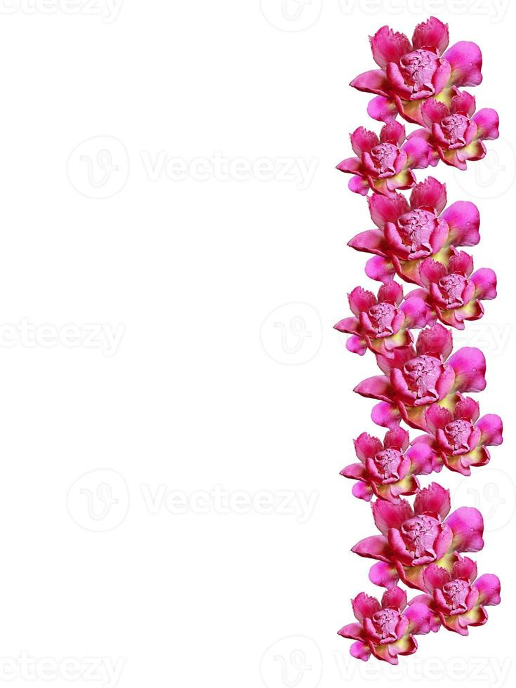 flores de peônia isoladas no fundo branco foto