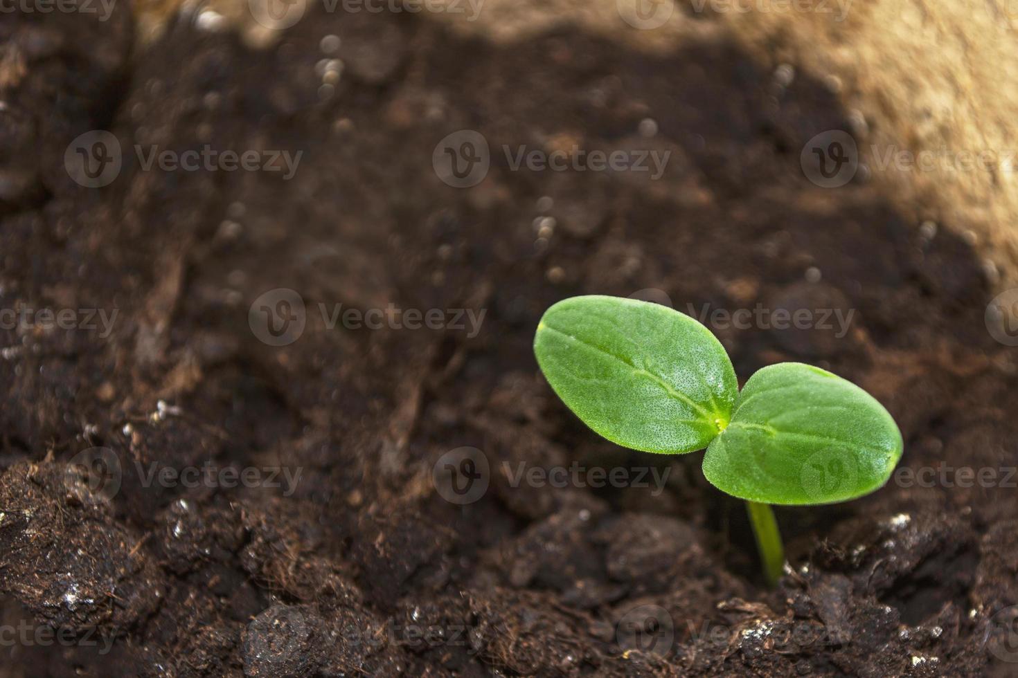 pequena muda de pepino verde em crescimento foto