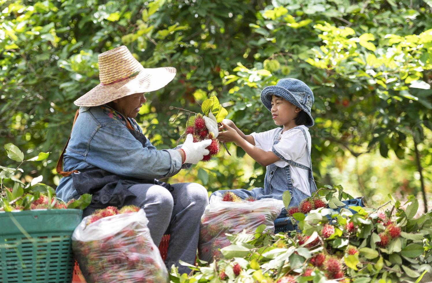 agricultor de rambutan com filha segurando uma pilha de rambutan da agricultura orgânica. Jardim Verde. conceito de trabalho de agricultores orgânicos de rambutan. foto