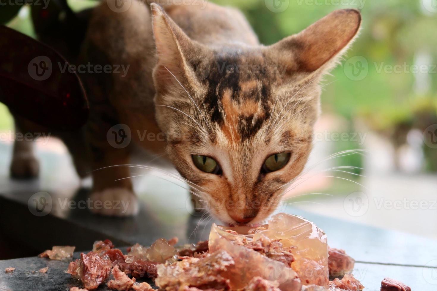 gato malhado laranja está comendo sua comida molhada foto