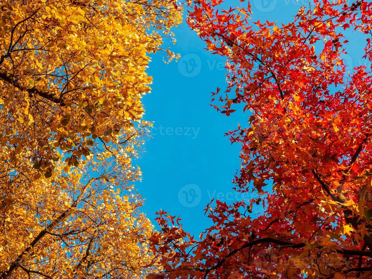 cores do outono na cidade de estrasburgo. amarelo, vermelho, laranja foto