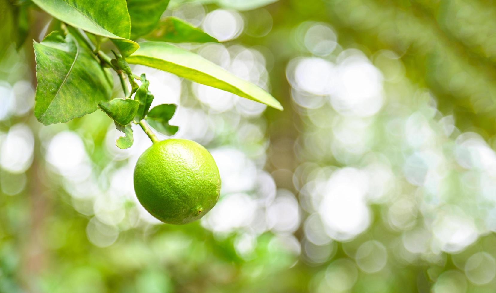 limas verdes em uma árvore, frutas cítricas de limão fresco, alta vitamina c na fazenda de jardim agrícola com fundo verde natureza borrão no verão foto