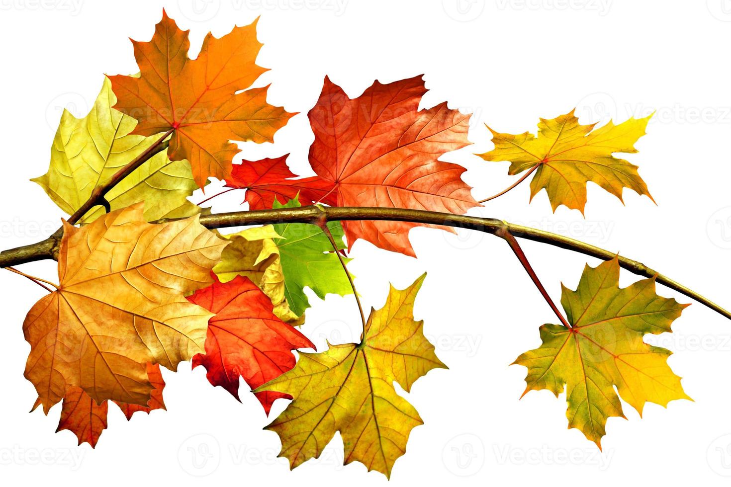 folhas de outono isoladas no fundo branco foto