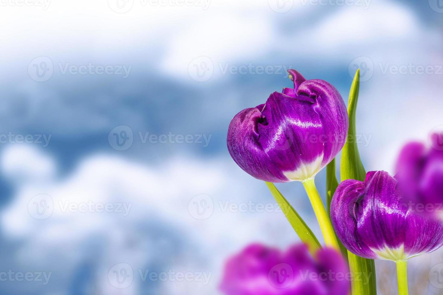 paisagem. vista natural de flores de tulipa florescem no jardim com grama  verde. 8 de março 9862875 Foto de stock no Vecteezy