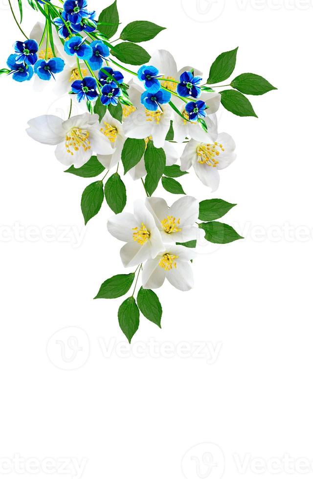 flor branca de jasmim isolada no fundo branco foto