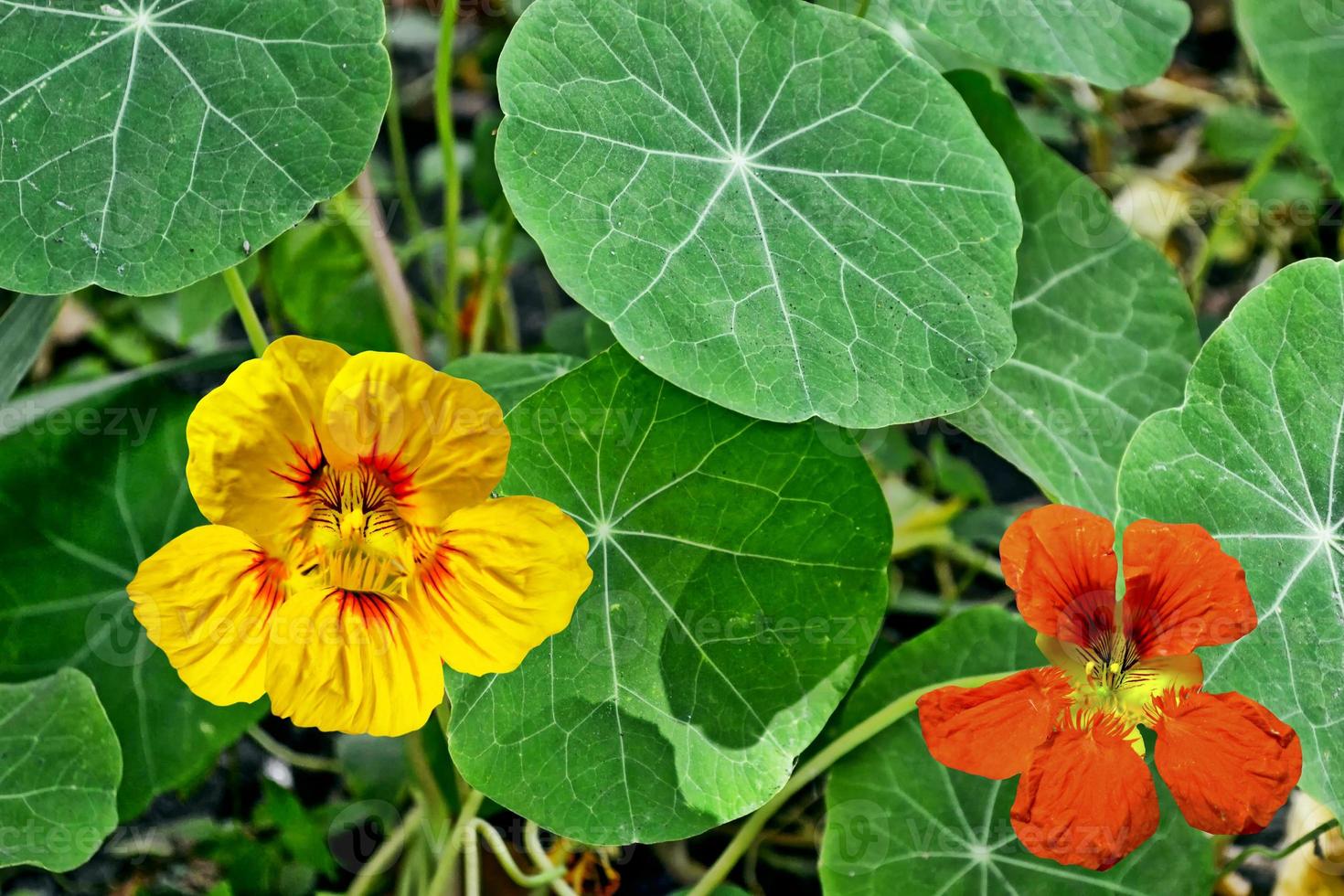 flores coloridas de chagas brilhantes em uma paisagem de verão de fundo foto