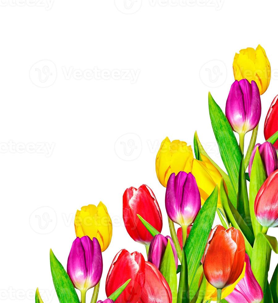 Primavera flores tulipas isoladas no fundo branco. foto