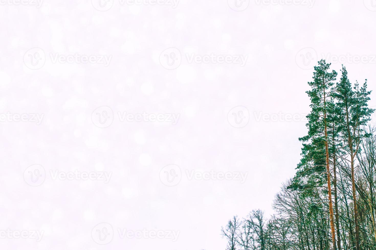 floresta de inverno congelado com árvores cobertas de neve. foto