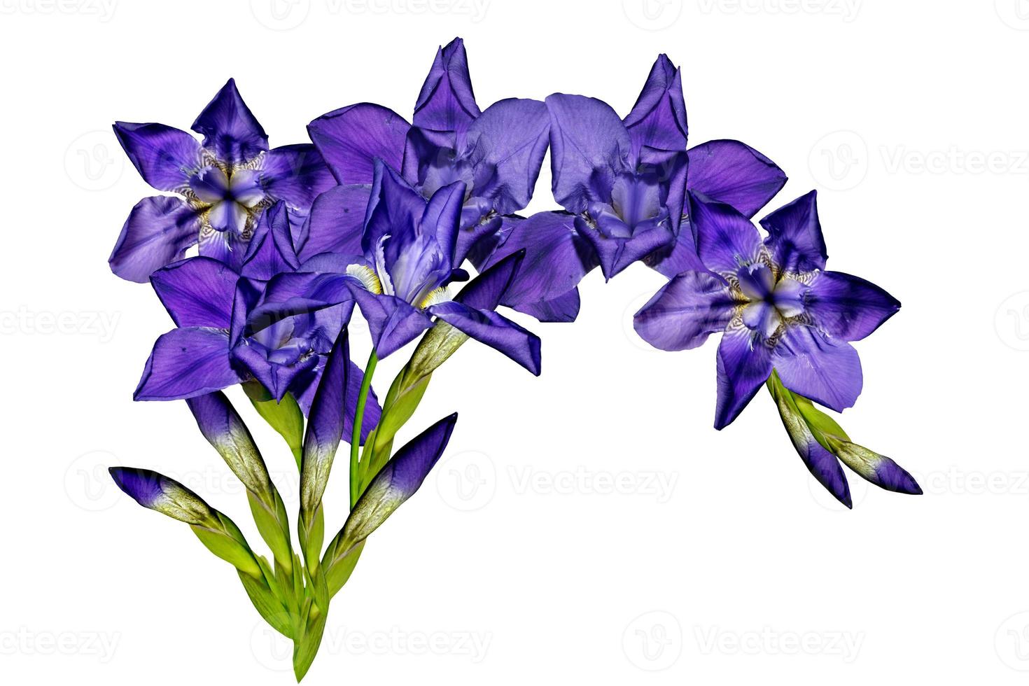 flores de íris azul isoladas no fundo branco foto