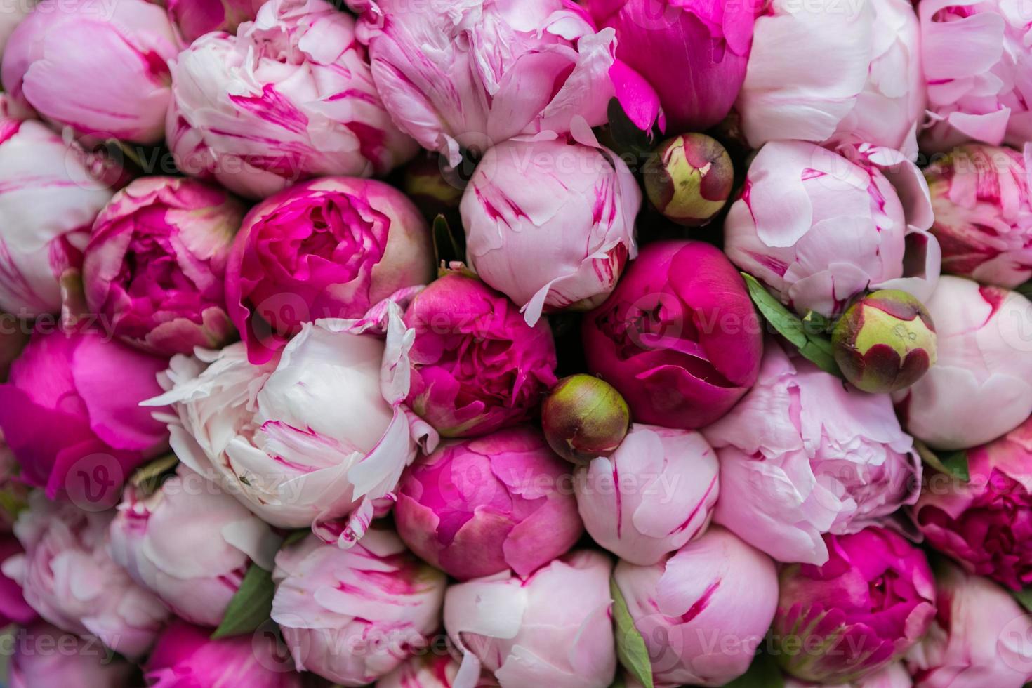 buquê de peônia rosa. estampa floral. foto