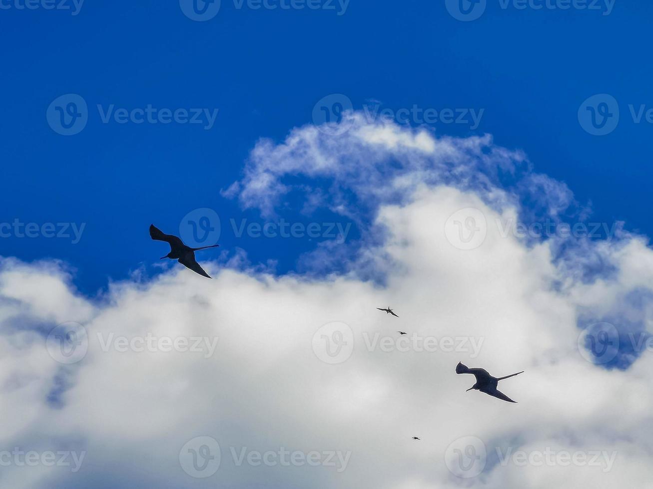 aves fregat rebanho voar blue sky fundo contoy ilha mexico. foto