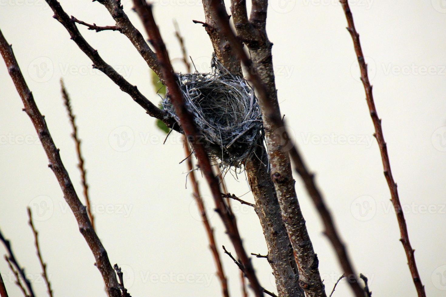 ninho de pássaro em uma árvore no parque. foto