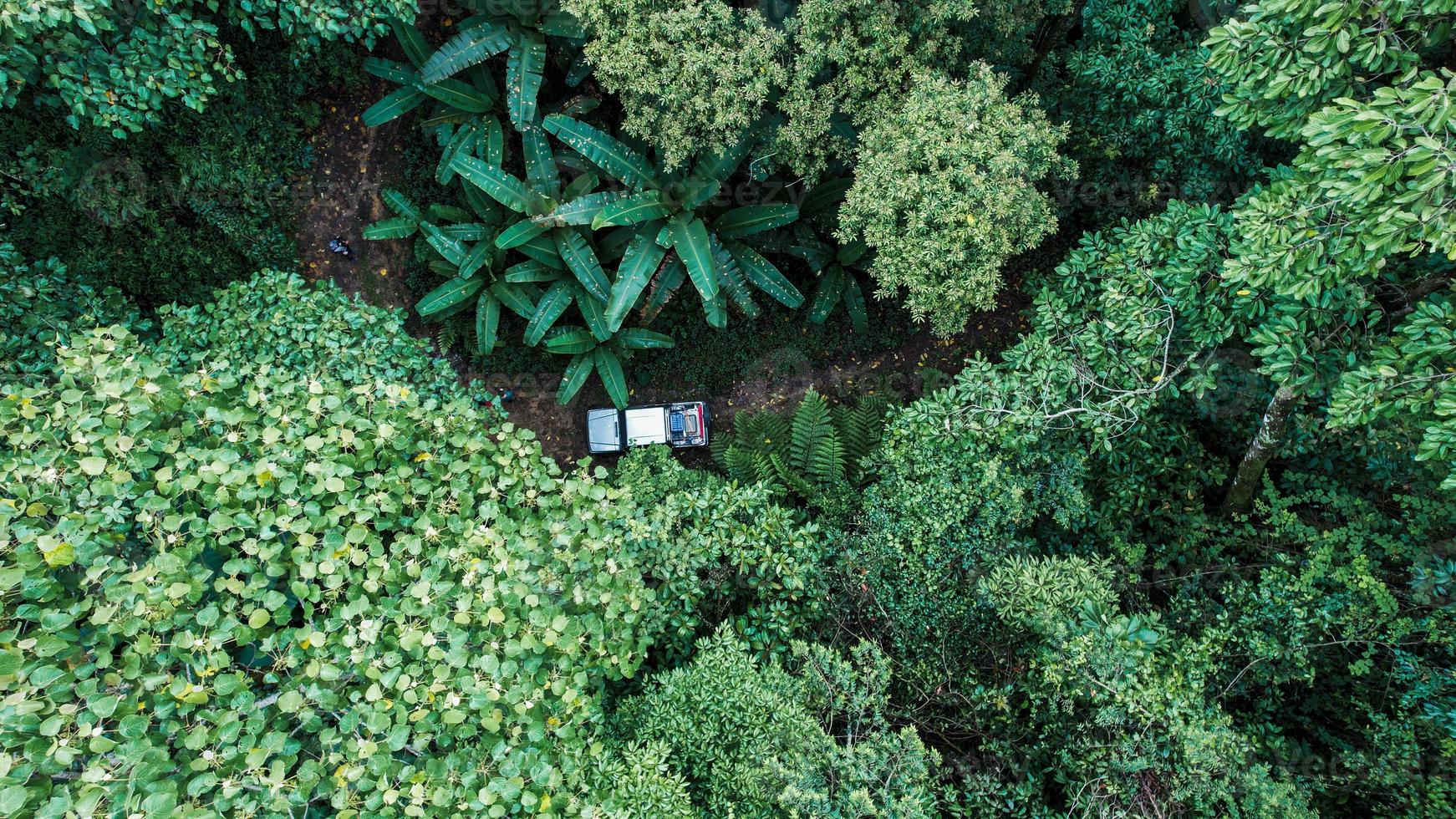 na floresta e árvores verdes foto