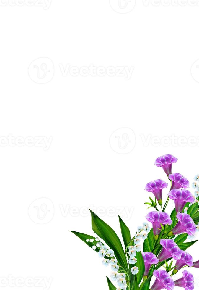 campânula de flores azuis isoladas no fundo branco foto