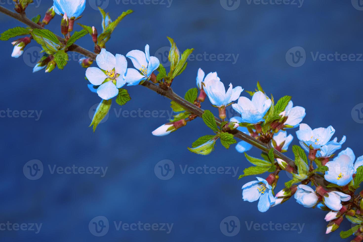 cerejeira de ramo florescendo. flores coloridas brilhantes da primavera foto
