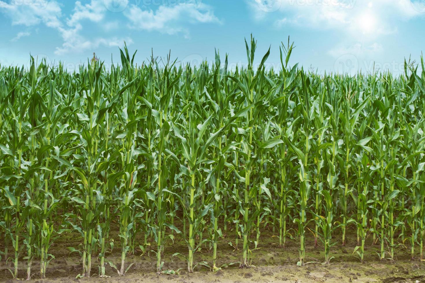 paisagem de verão. campo de milho foto