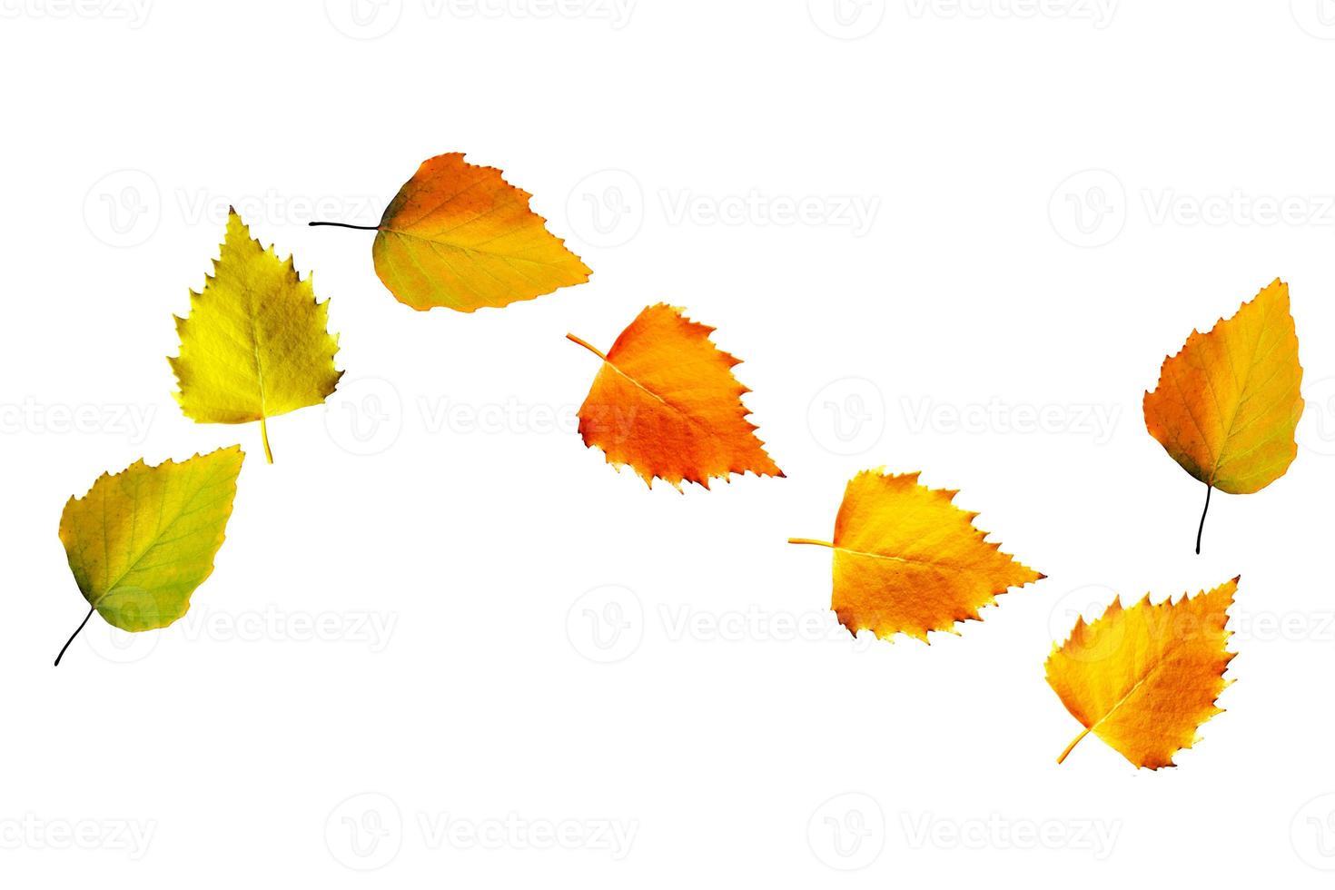 folhas de outono isoladas no fundo branco. foto