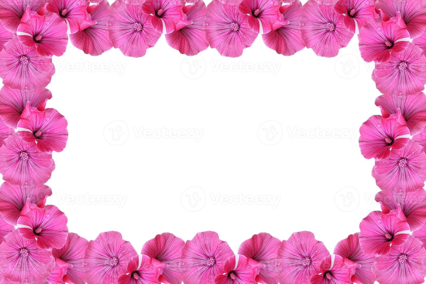 petúnias isoladas em um fundo branco. flores coloridas. foto