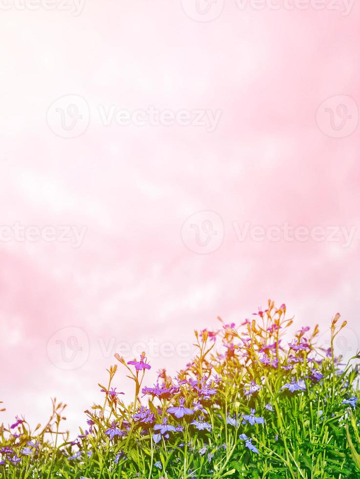 mim-nots flores silvestres no fundo da paisagem de verão. foto