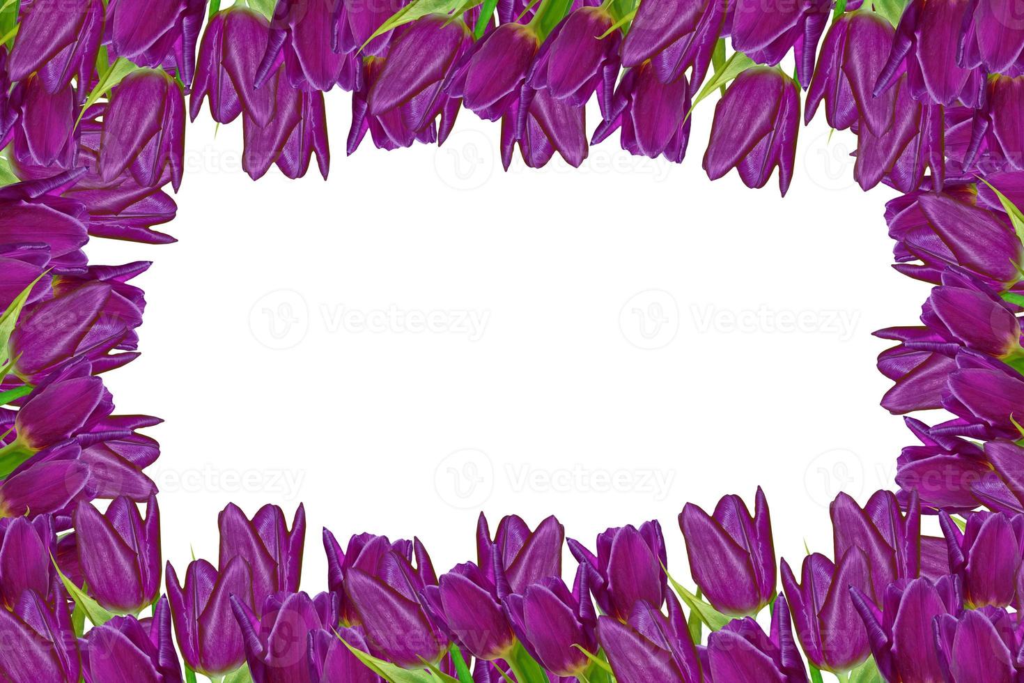 Primavera flores tulipas isoladas no fundo branco. foto
