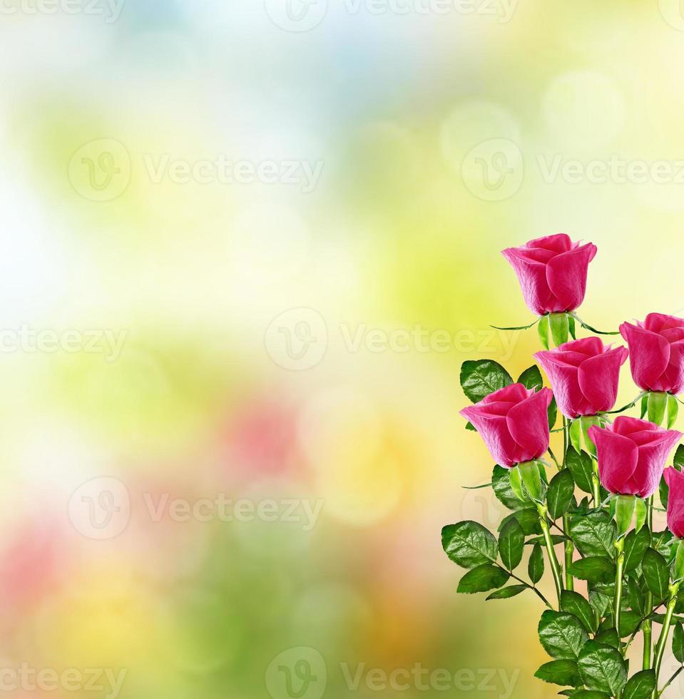 os botões de flores rosas. cartão de férias foto