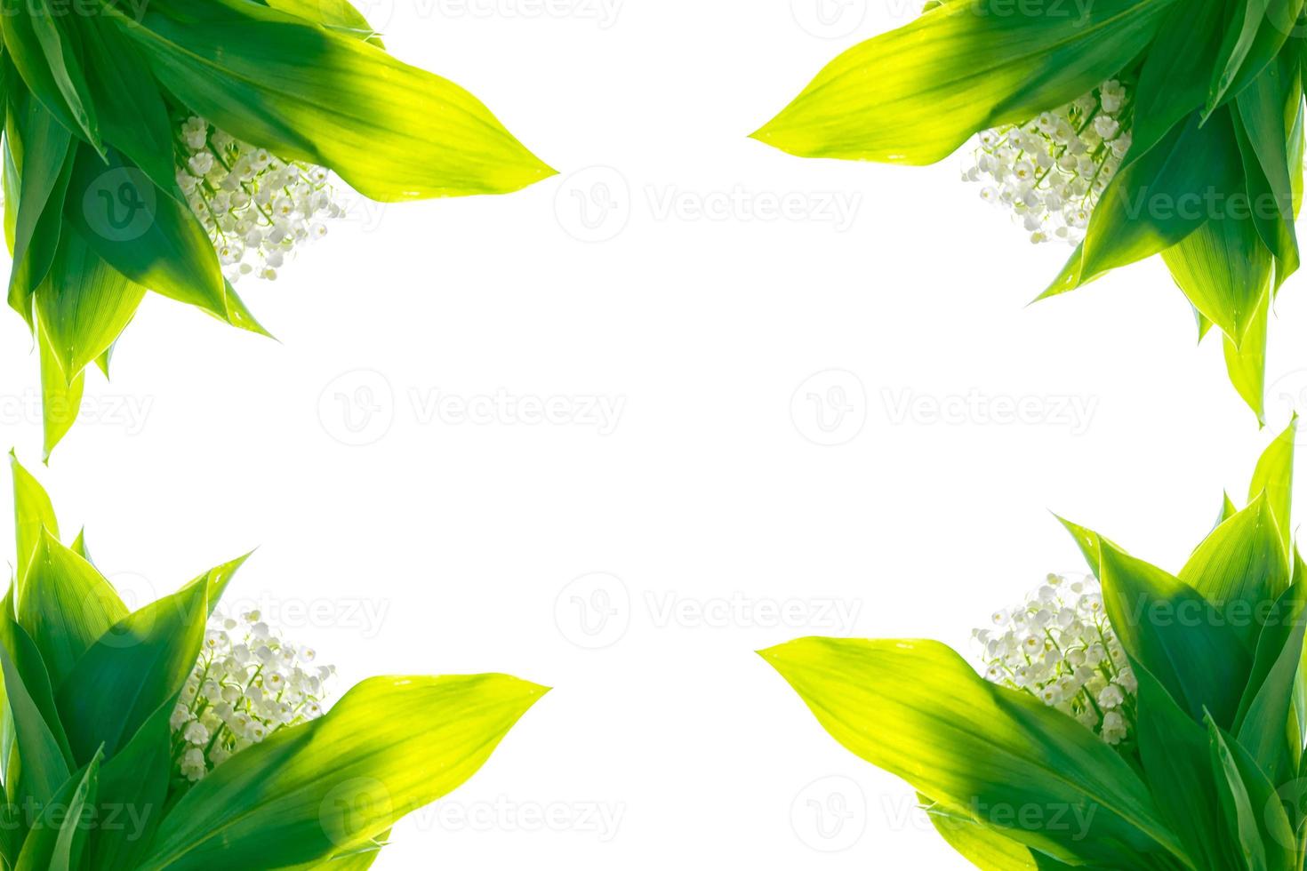 flor de lírio do vale em fundo branco foto